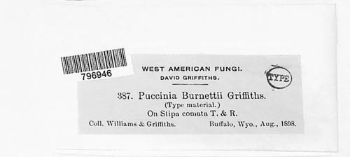 Puccinia burnettii image
